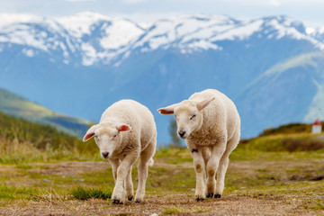 Lambs graze on the background of mountains