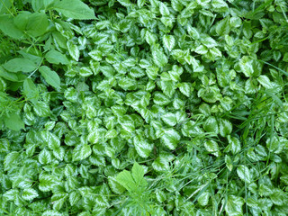 Yellow Archangel Ground Cover Texture Background