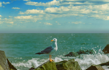 Seagull sitting on a rock