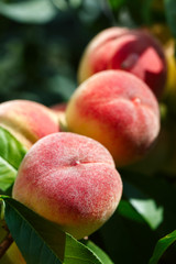 Ripe ruddy peaches in foliage