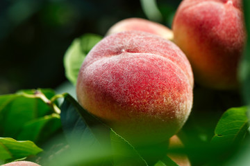 Ripe peaches close-up
