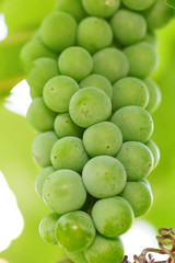 A bunch of green grapes on a bush