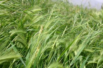 Still unripened ears of wheat on the field

