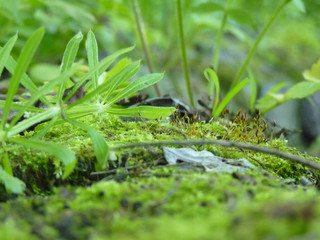 Low Close Up Macro Detail of Moss and Green Plants