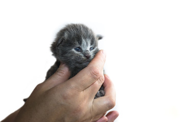 Fototapeta na wymiar Kitten in the hands