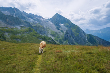 Cow on Tettensjoch in Austrian Alps