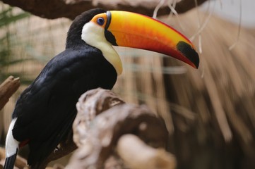 Toucan