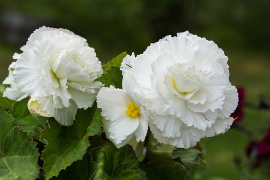 White Begonia