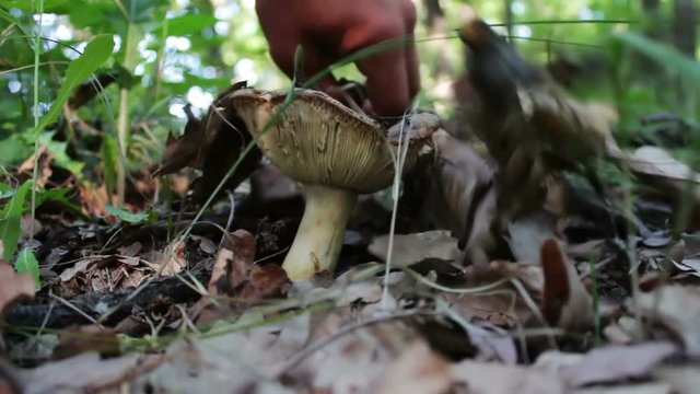 Poisonous mushroom cut with knife at the root in the forest, close up view