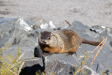 groundhog sun bathing over a rock at summer