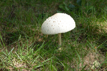 Mushrooms in the yard