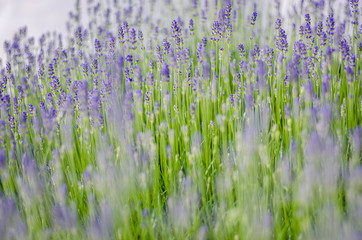 LAVANDA 01