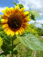 Sunflower Blooming on Vegetable Garden
