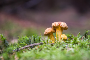 Chanterelle or girolle, Cantharellus cibarius, edible mushroom in moss