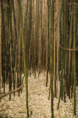 Brown bamboo forest