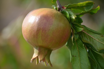 pomegrante