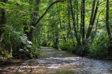 Fototapeta na wymiar Fluss durch den Wald