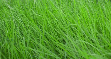 Nature flower grass and sunset background in the spring season