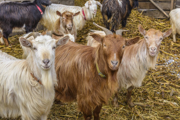 Goats at farm