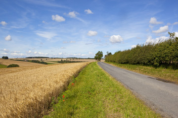 Fototapeta na wymiar rural road and golden barley