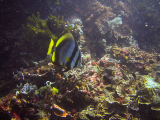 Die indonesiche Unterwasserwelt