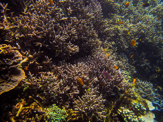 Fototapeta na wymiar Die indonesiche Unterwasserwelt