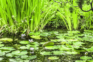 On the banks of a shady pond