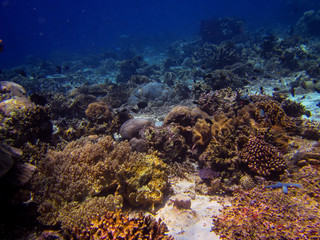 Naklejka na ściany i meble Die indonesiche Unterwasserwelt