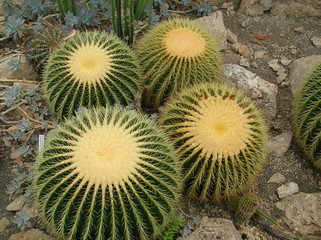 Kaktus