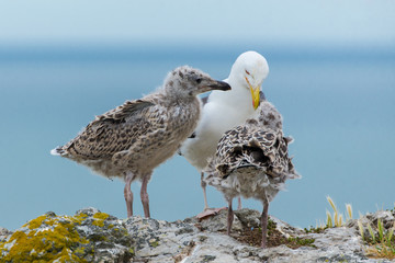 Obraz premium Seagull feeding its youngs, babies on the cliffs, chicks 
