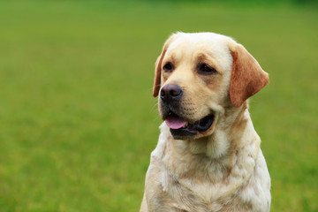dog breed Labrador