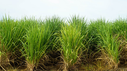 Cane farm isolated white