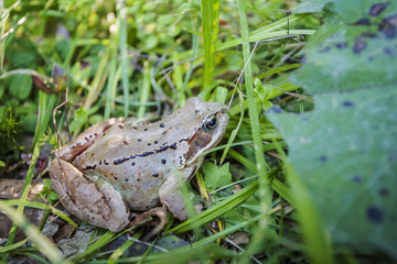 Brown frog in the wet grass of forest