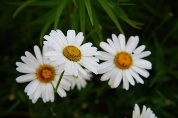 Obraz premium chamomile