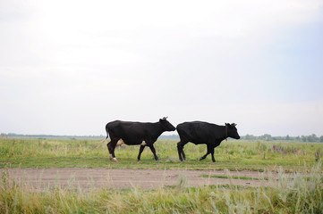 Two black cows go on the road through field