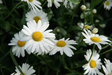 Chamomile