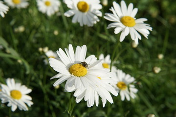 Chamomile