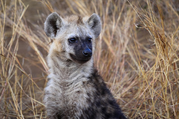 Hyena young animal