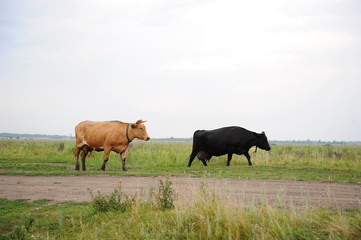 Fototapeta na wymiar Black and brown cows go on the road through field