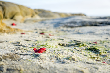 Lone Red Flower Petal on Beach