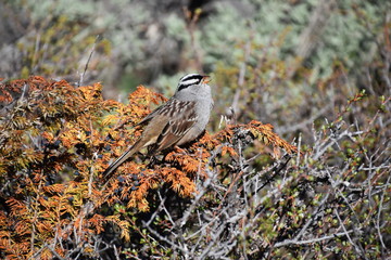 Sparrow in wildlife