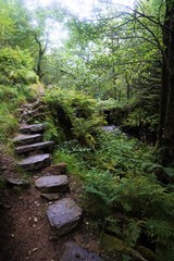 Obraz premium Path in the Woods