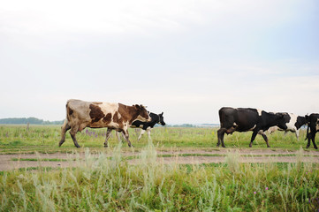 Cows go on the road through field