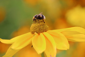 Blume und Biene