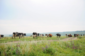 Cows go on the road through field