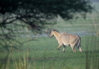 Nilgai 