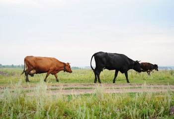 Black and brown cows go on the road through field