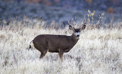 A Buck in a Field