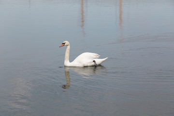 Fototapeta premium alone white swan in the lake