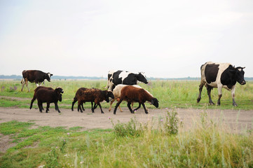 Naklejka na ściany i meble Herd of cows and sheep go on the road through field